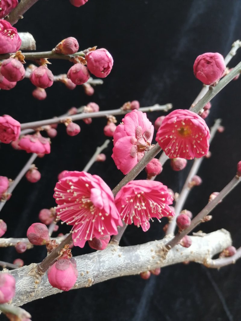 梅花盆景，乌梅红梅宫粉绿梅等