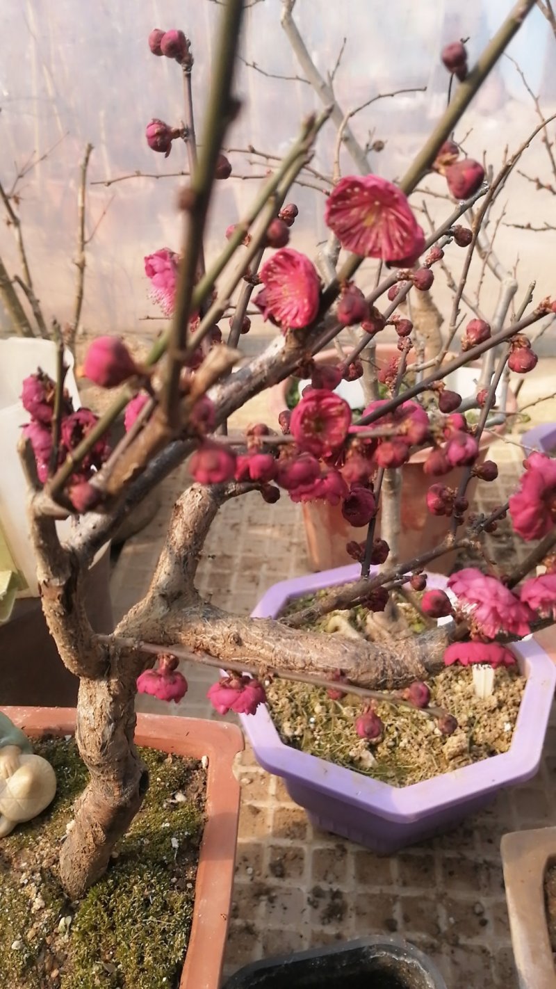 梅花盆景，乌梅红梅宫粉绿梅等