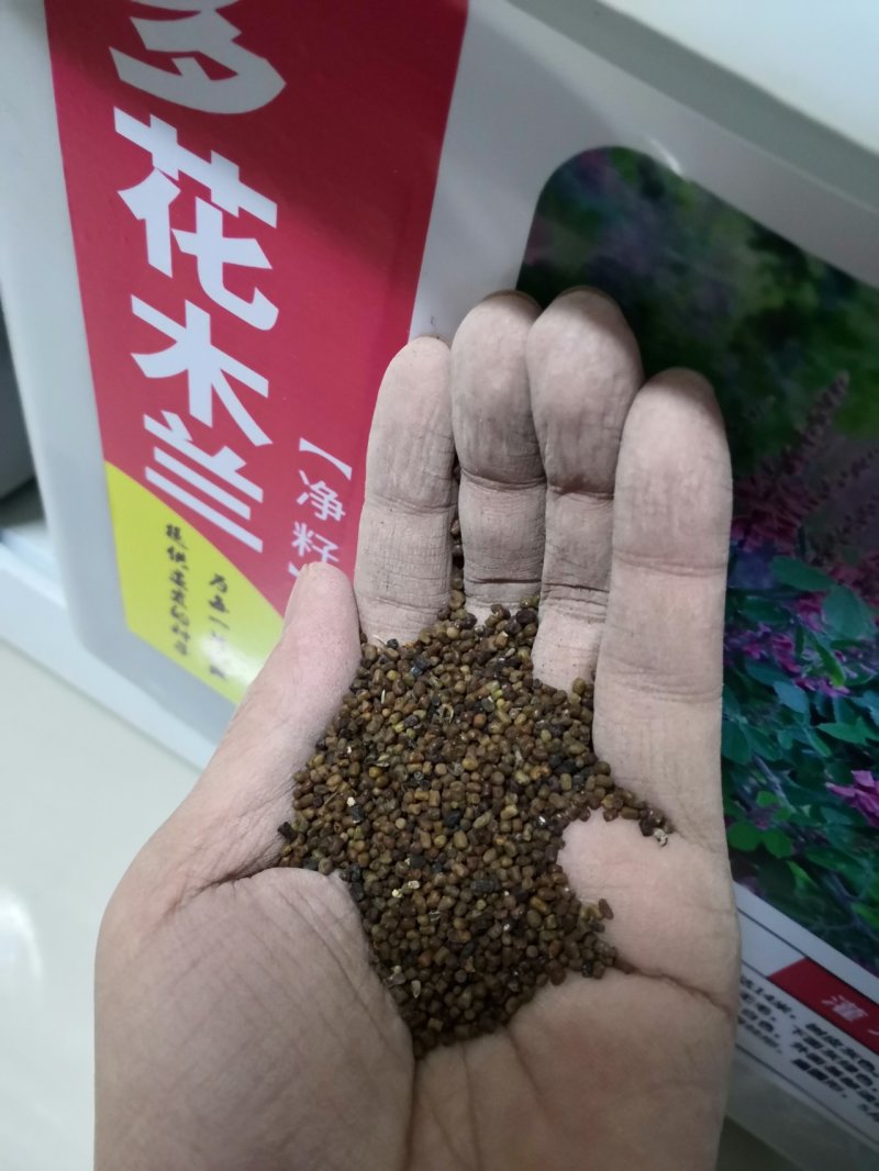 多花木兰种子灌木种子护坡多年生发芽率高四季常青