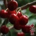 嫁接大樱桃苗南方北方种植车厘子苗樱桃树苗盆栽地栽当年结果