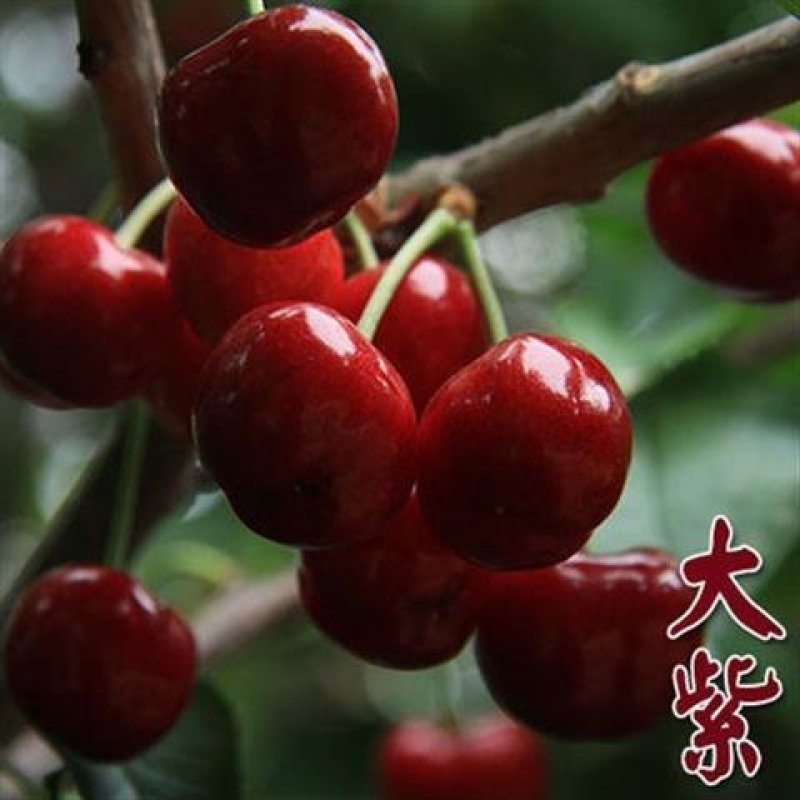 嫁接大樱桃苗南方北方种植车厘子苗樱桃树苗盆栽地栽当年结果