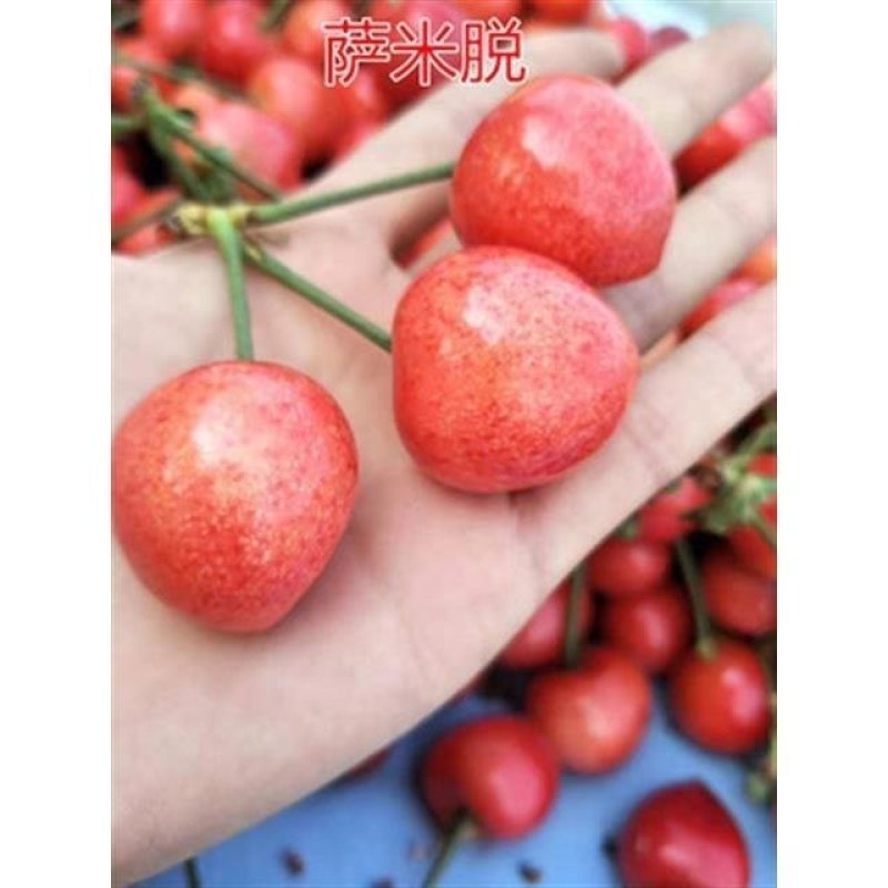 嫁接大樱桃苗南方北方种植车厘子苗樱桃树苗盆栽地栽当年结果