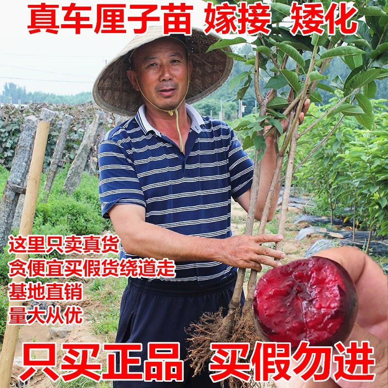 嫁接大樱桃苗南方北方种植车厘子苗樱桃树苗盆栽地栽当年结果