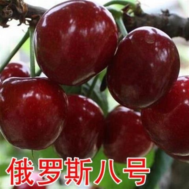 嫁接大樱桃苗南方北方种植车厘子苗樱桃树苗盆栽地栽当年结果