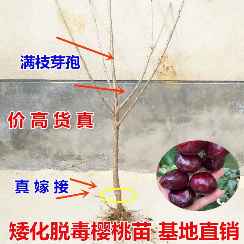 嫁接大樱桃苗南方北方种植车厘子苗樱桃树苗盆栽地栽当年结果