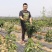 嫁接大樱桃苗南方北方种植车厘子苗樱桃树苗盆栽地栽当年结果
