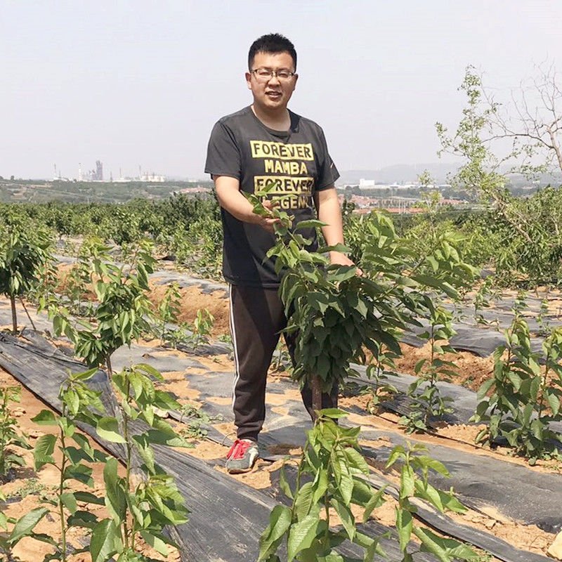 嫁接大樱桃苗南方北方种植车厘子苗樱桃树苗盆栽地栽当年结果