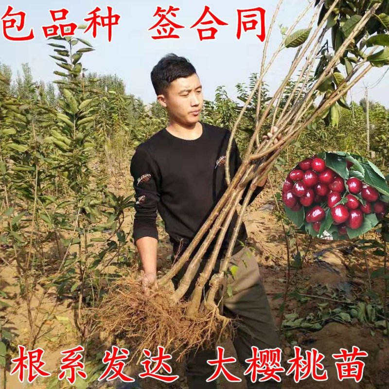 嫁接大樱桃苗南方北方种植车厘子苗樱桃树苗盆栽地栽当年结果