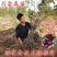嫁接大樱桃苗南方北方种植车厘子苗樱桃树苗盆栽地栽当年结果