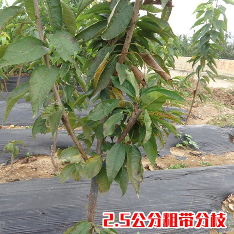 嫁接大樱桃苗南方北方种植车厘子苗樱桃树苗盆栽地栽当年结果