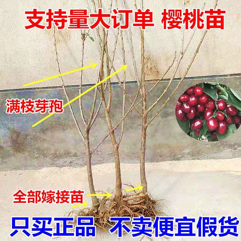 嫁接大樱桃苗南方北方种植车厘子苗樱桃树苗盆栽地栽当年结果