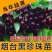 嫁接大樱桃苗南方北方种植车厘子苗樱桃树苗盆栽地栽当年结果