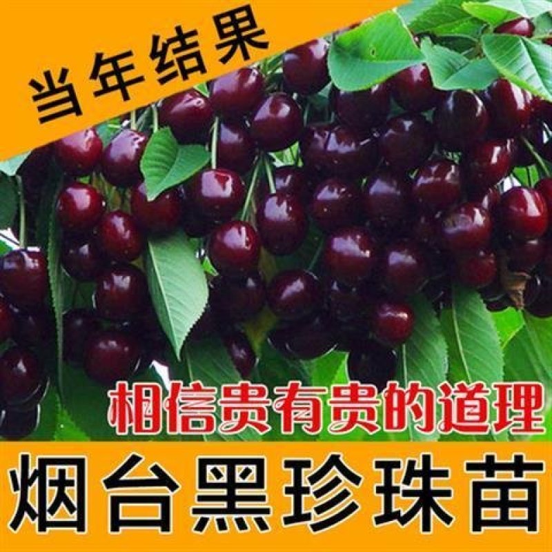 嫁接大樱桃苗南方北方种植车厘子苗樱桃树苗盆栽地栽当年结果