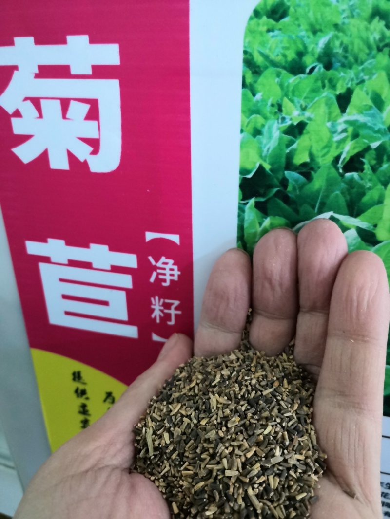 小米草龙虾草水草养殖龙虾螃蟹鱼虾都可食用牧草水草