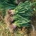 【牛商精选】山东红根蒜苗扒皮可水洗去干叶各规格净货可视频