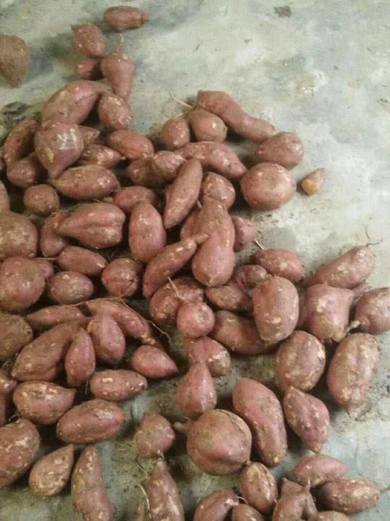 北京553红薯红香蕉，来福，花叶