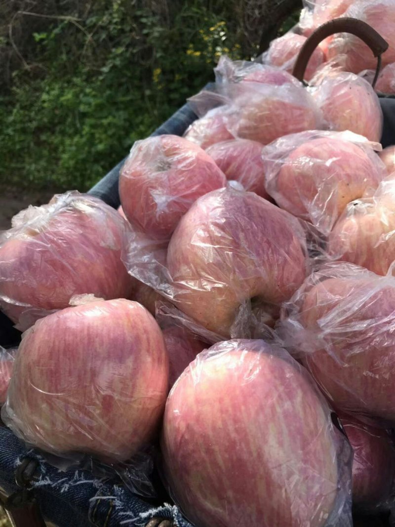 北京553红薯红香蕉，来福，花叶