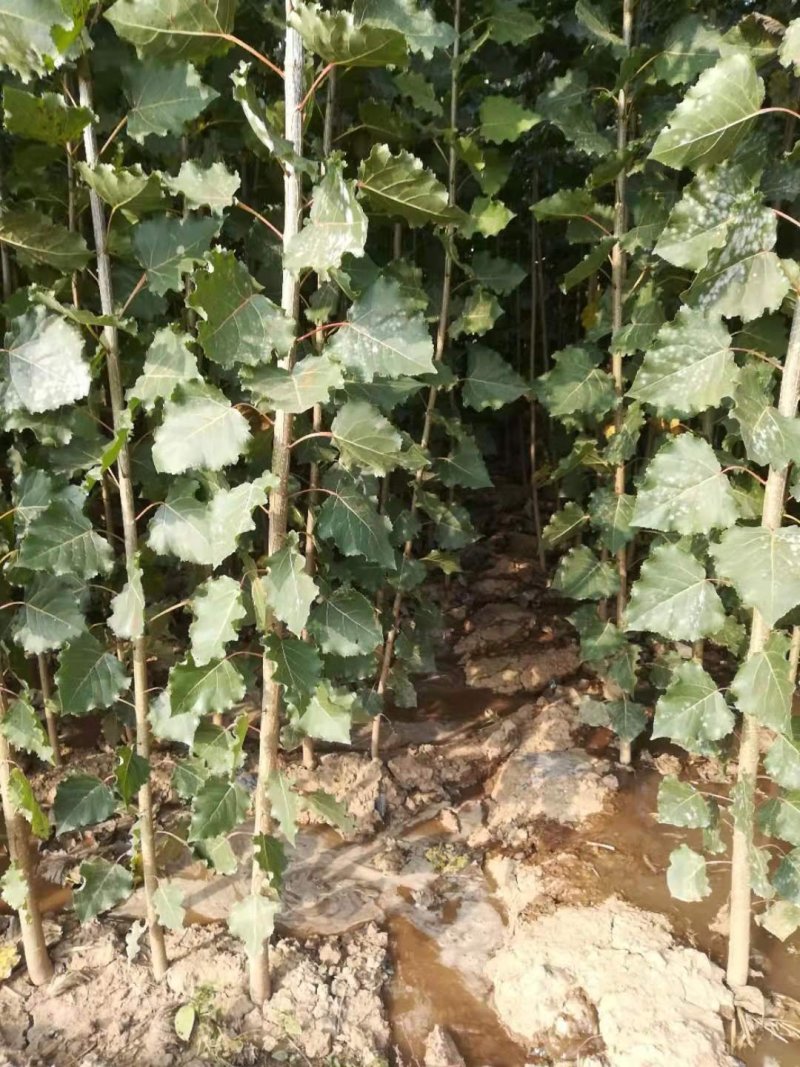 新一代107杨树苗，树干挺拔，树根茂密，好管理。