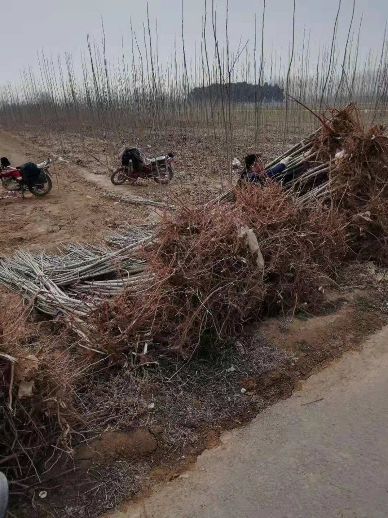新一代107杨树苗，树干挺拔，树根茂密，好管理。
