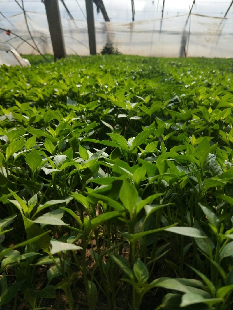 【辣椒苗】黄皮辣椒苗大羊角椒苗菜椒苗已脱毒