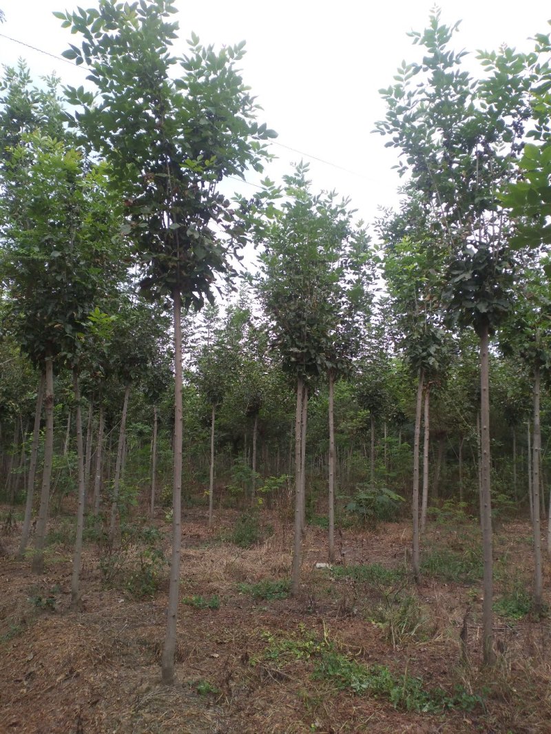 10公分精品白蜡基地批量批发价出售工程绿化苗木