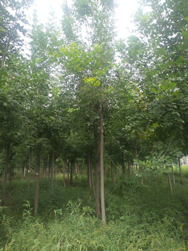 10公分精品白蜡基地批量批发价出售工程绿化苗木