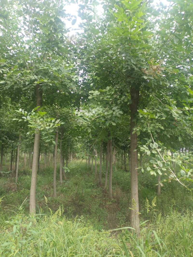 10公分精品白蜡基地批量批发价出售工程绿化苗木