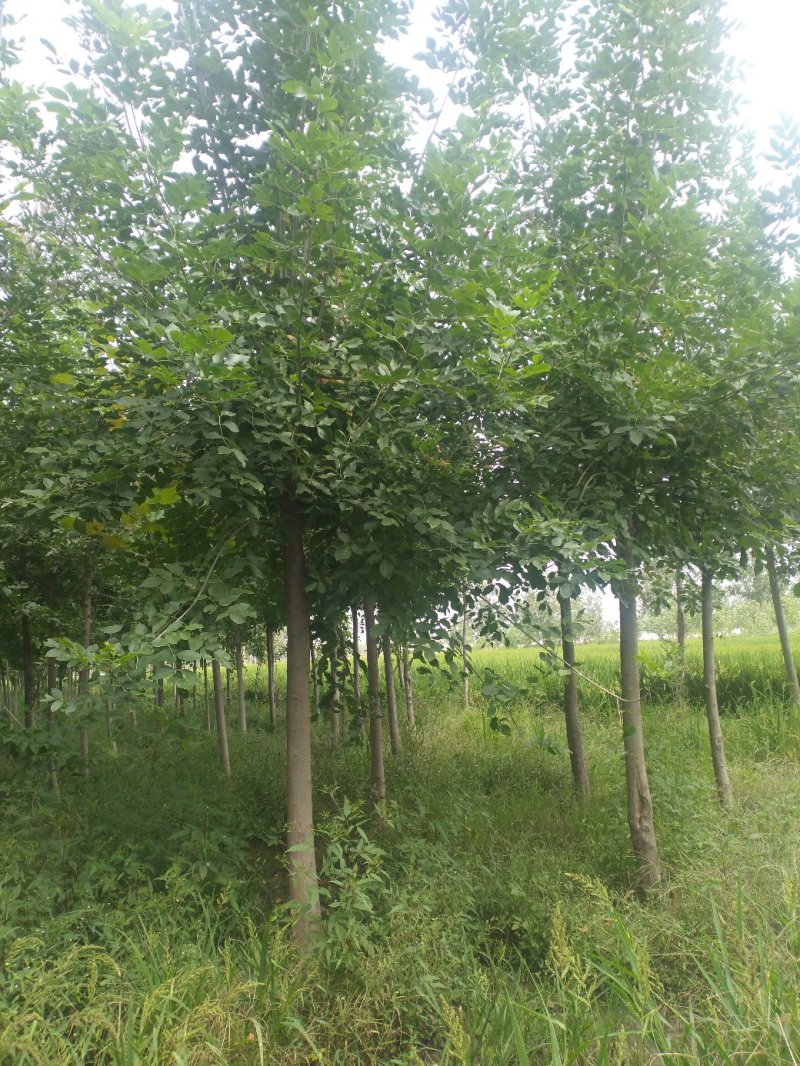 10公分精品白蜡基地批量批发价出售工程绿化苗木