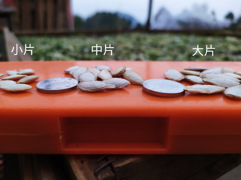 过筛分级手选。产地销售农村老品种土南瓜子,绿色天然