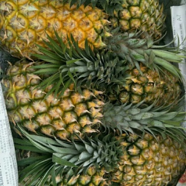 菠萝