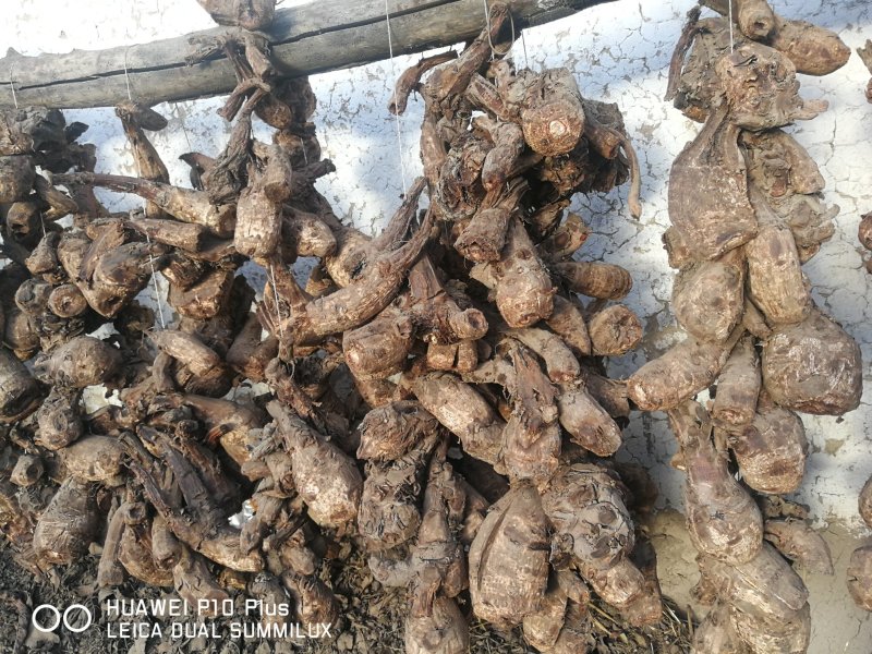 大黄苗，甘肃地道马蹄大黄苗