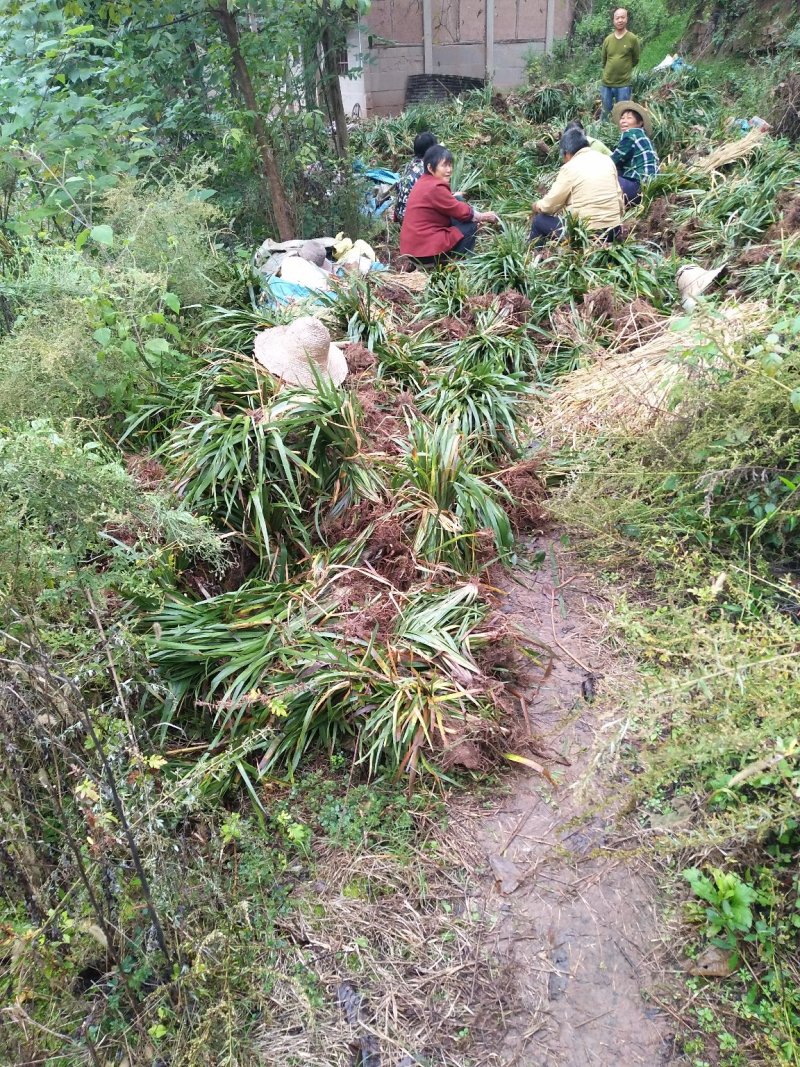 四川南充宽叶红心石菖蒲苗产地直发保质保量可视频看货