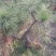 黄杨树黄杨造型树黑松造型基地批发景观树绿化苗木