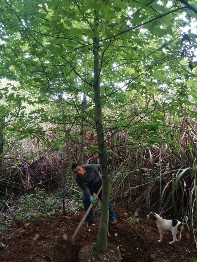 枫香基地批发5一25公分，现货长期有效。