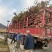 枫香基地批发5一25公分，现货长期有效。