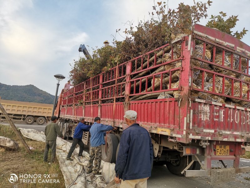 枫香基地批发5一25公分，现货长期有效。
