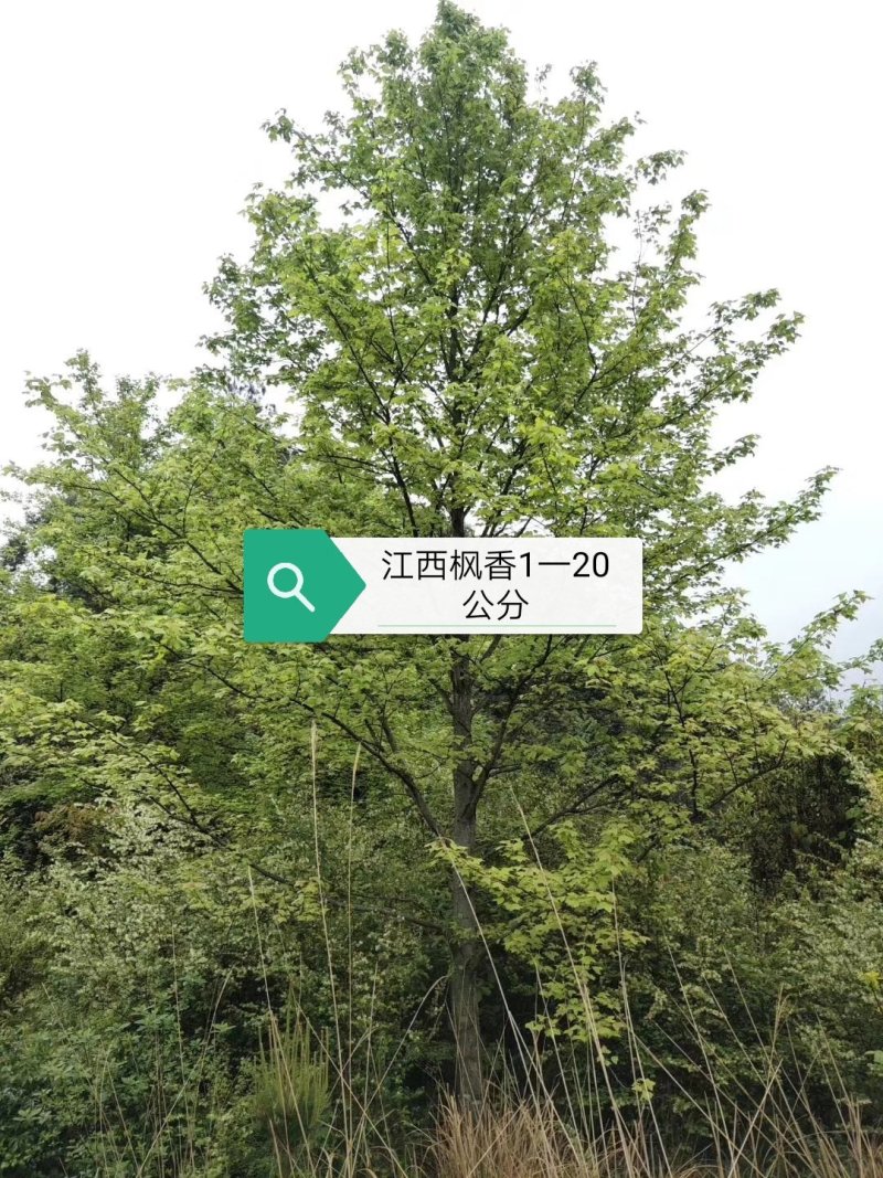 枫香基地批发5一25公分，现货长期有效。