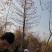 枫香基地批发5一25公分，现货长期有效。