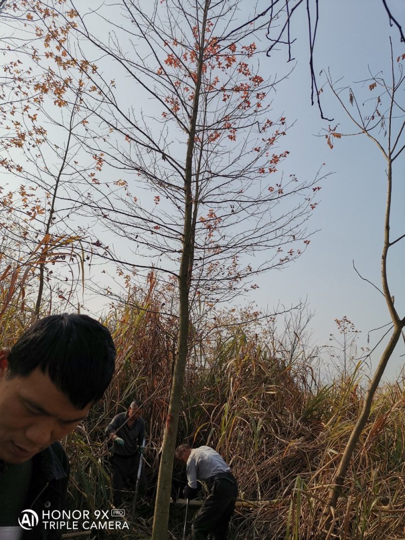 枫香基地批发5一25公分，现货长期有效。