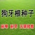 草坪种子草籽四季常青黑麦草免修剪护坡三叶草狗牙根绿化矮生