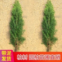 批发塔柏树苗侧柏树苗刺柏树苗等欢迎来电咨询选购