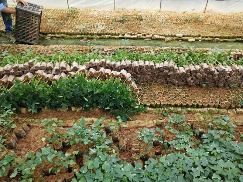 木瓜树苗红肉木瓜苗黄金木瓜苗大青木瓜苗基地直销品种多