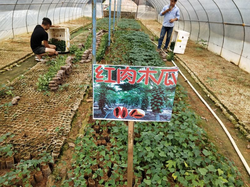 木瓜树苗红肉木瓜苗黄金木瓜苗大青木瓜苗基地直销品种多