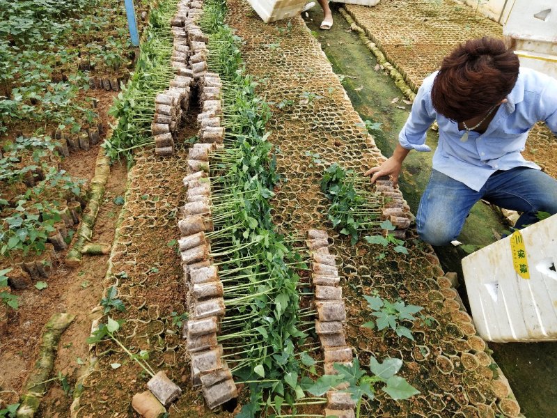 木瓜树苗红肉木瓜苗黄金木瓜苗大青木瓜苗基地直销品种多
