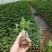 木瓜树苗红肉木瓜苗黄金木瓜苗大青木瓜苗基地直销品种多