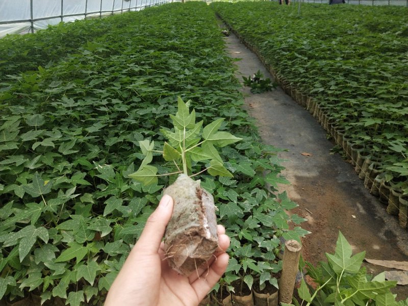 木瓜树苗红肉木瓜苗黄金木瓜苗大青木瓜苗基地直销品种多