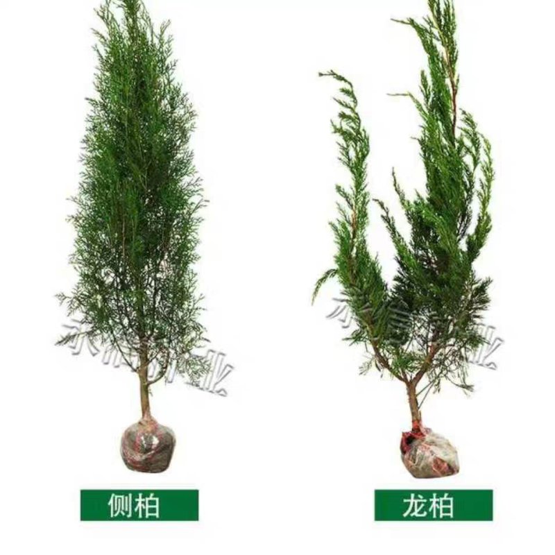 苗场直发塔柏松柏树苗龙柏树苗批发价格，需要下单