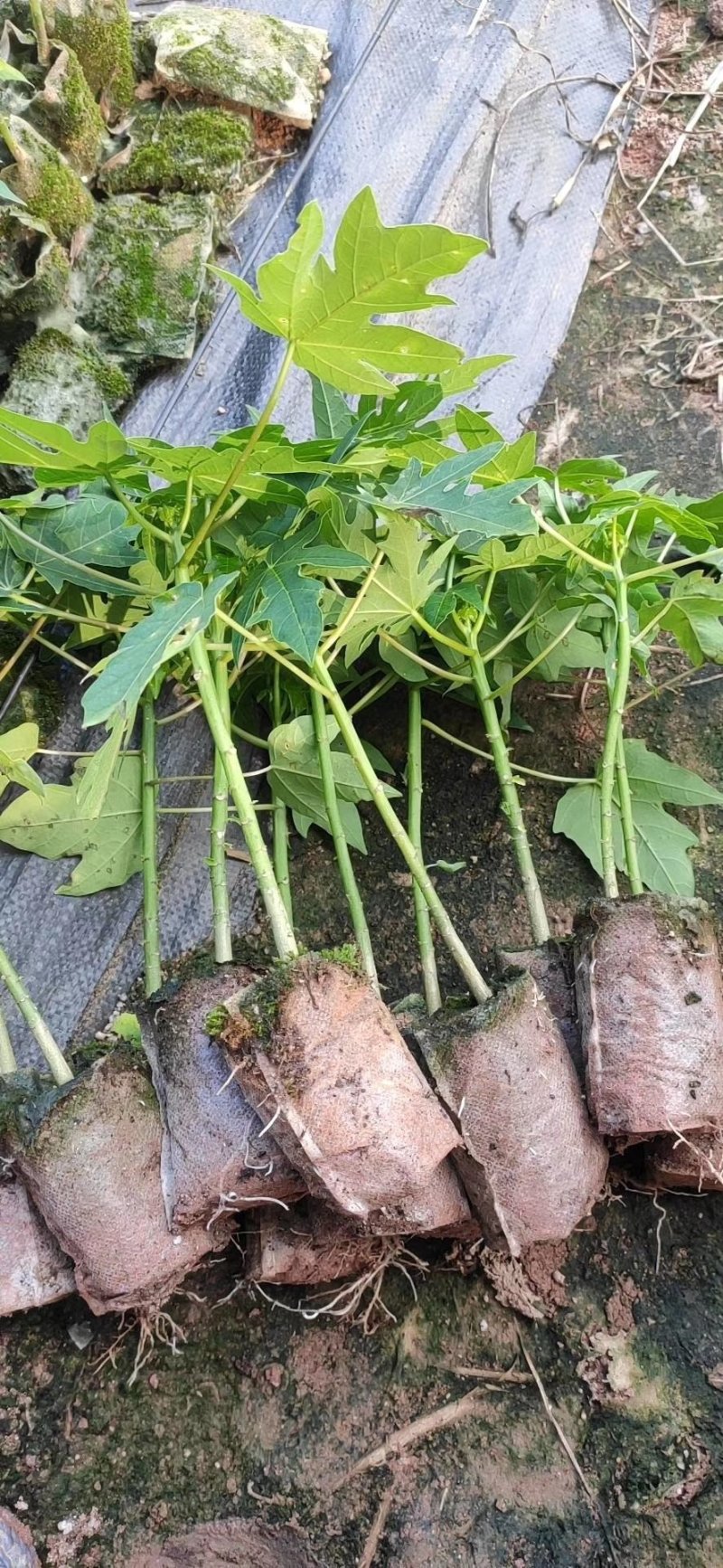 木瓜树苗红肉木瓜苗黄金木瓜苗大青木瓜苗基地直销品种多