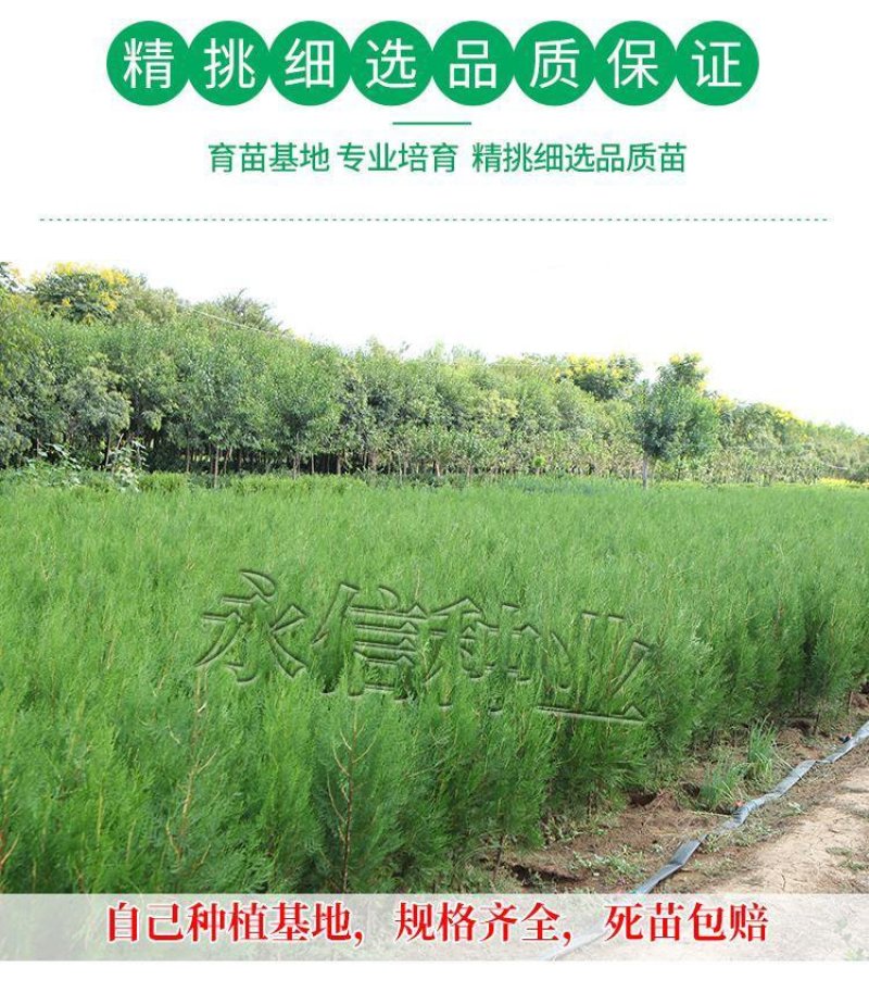 苗场直发塔柏松柏树苗龙柏树苗批发价格，需要下单