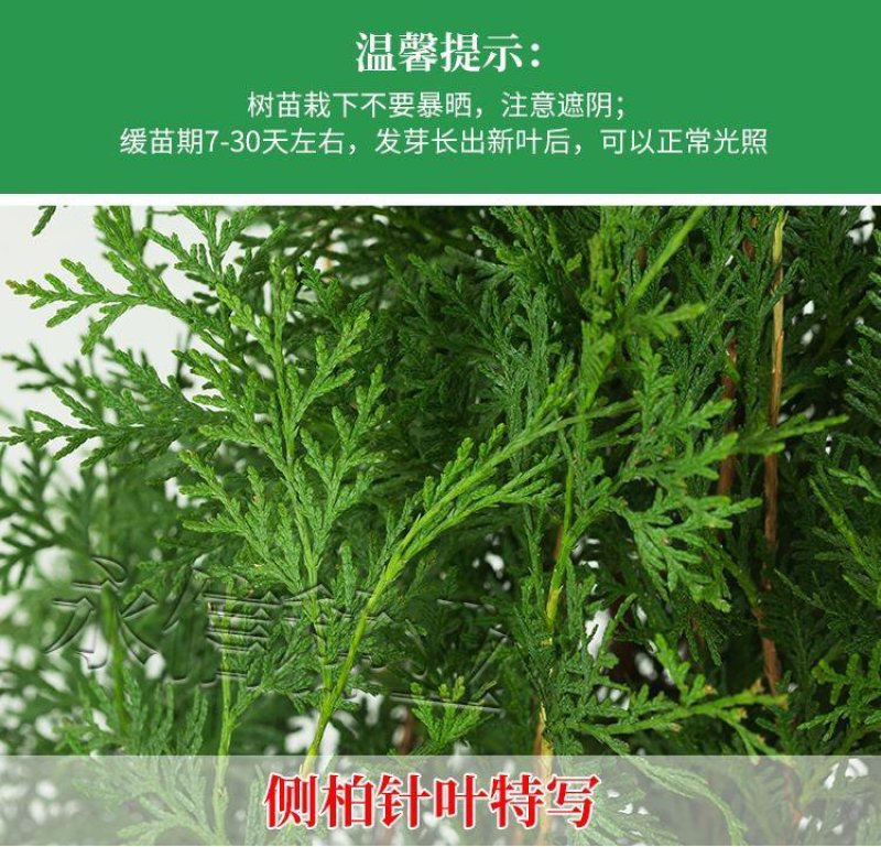 苗场直发塔柏松柏树苗龙柏树苗批发价格，需要下单